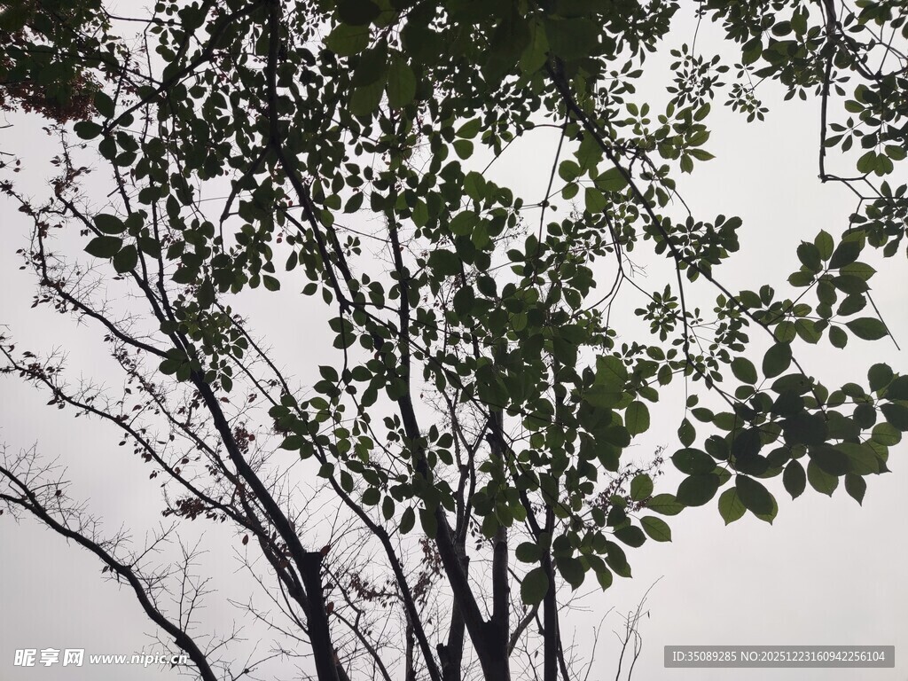 枝头绿叶映灰白天空