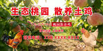生态桃园散养土鸡土鸡蛋海报