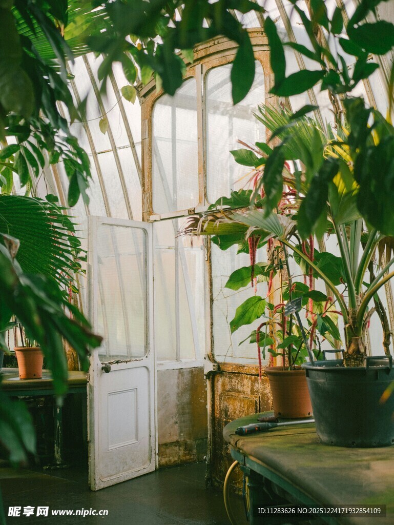 温室中的绿植与白色门