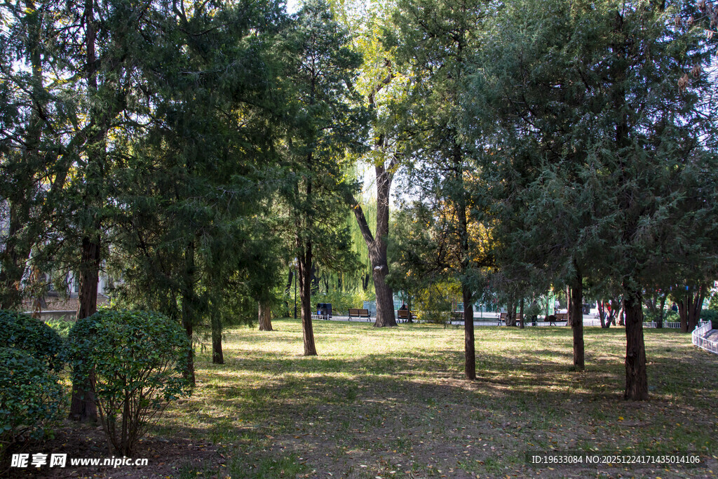 阳光照耀下的静谧树林
