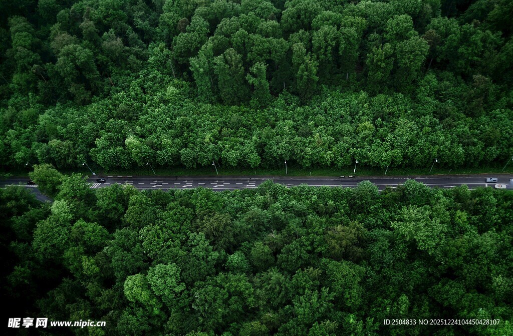 俯瞰葱郁森林中的蜿蜒道路