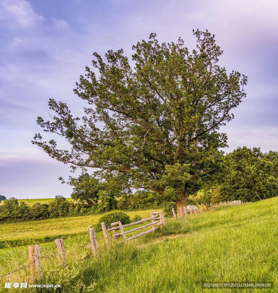 田园孤树 静美自然风光