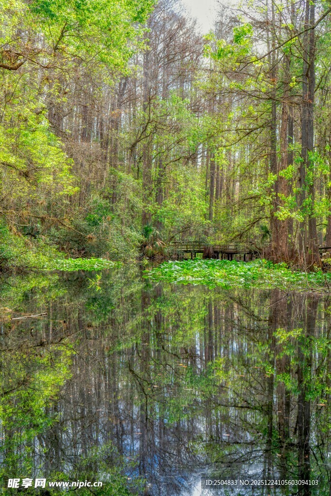 森林湖畔美景倒影如画