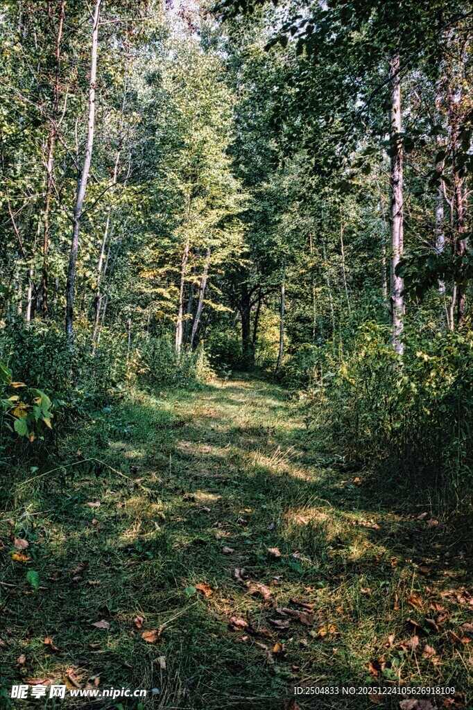 林间幽径 沐浴自然之光
