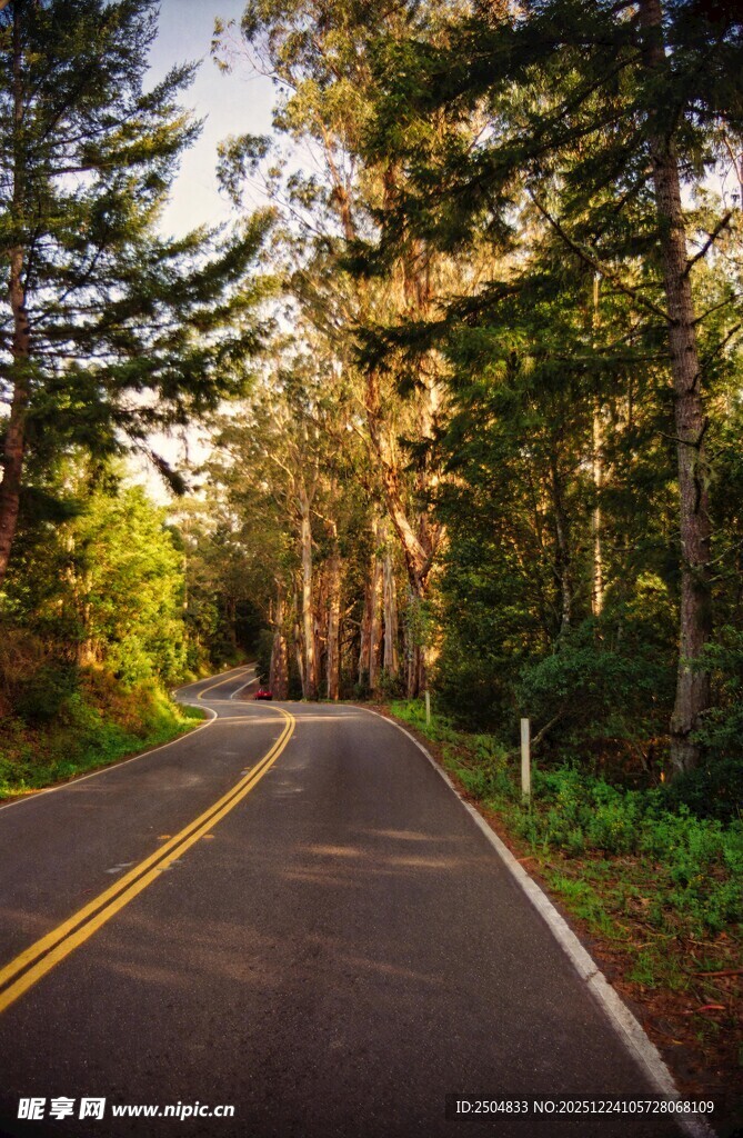 林间公路 阳光洒落美景