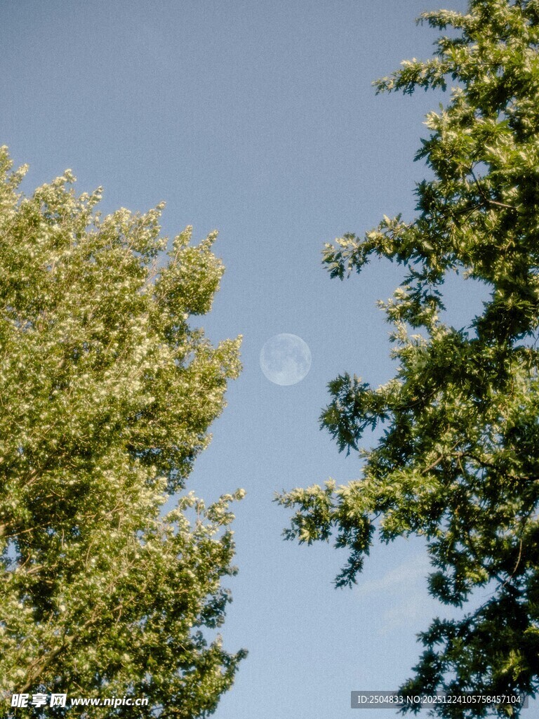 蓝天绿树间的朦胧月亮