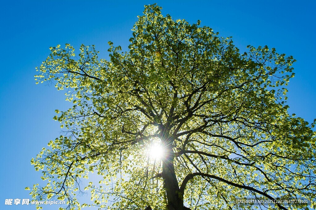 阳光下的葱郁大树