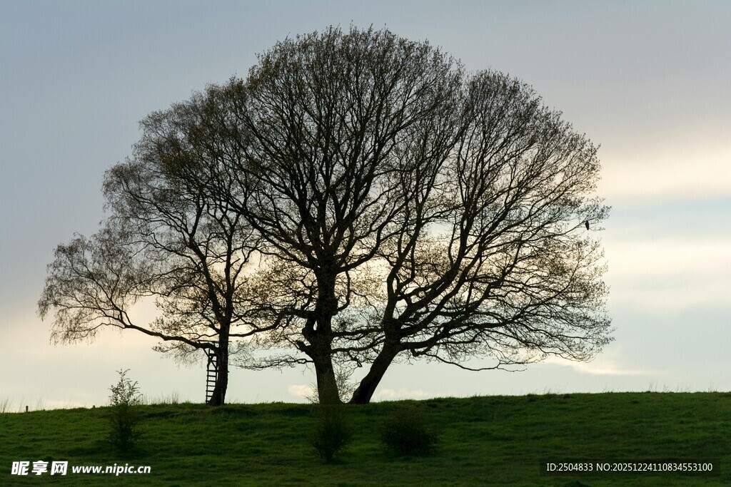 原野上的孤独树木