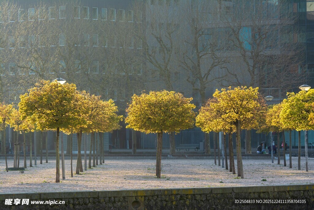 城市街道的整齐金黄树木
