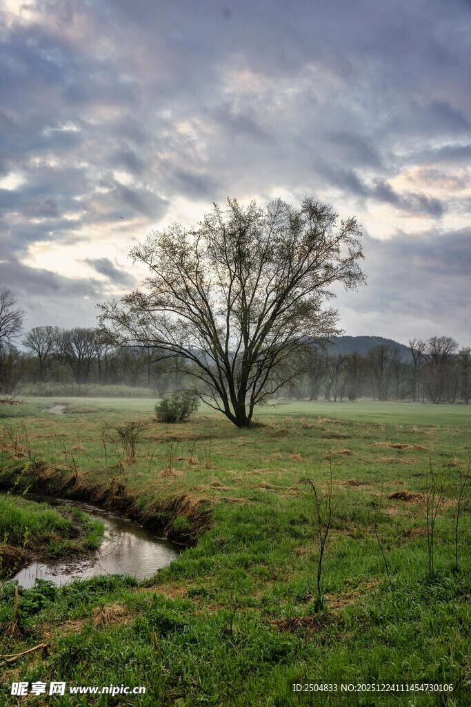 田野孤树 静谧自然之景