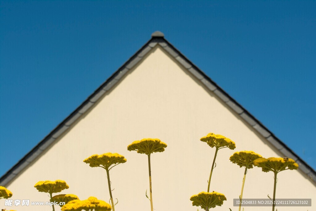 屋顶下的黄色小花
