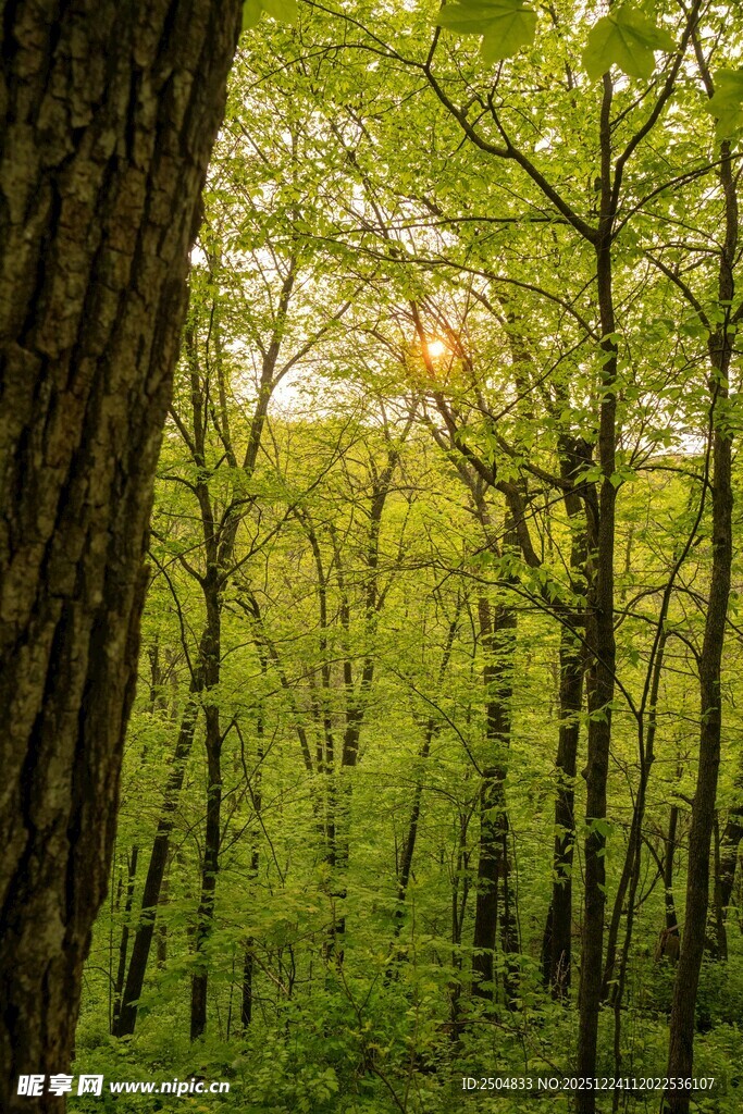 阳光洒落的翠绿森林