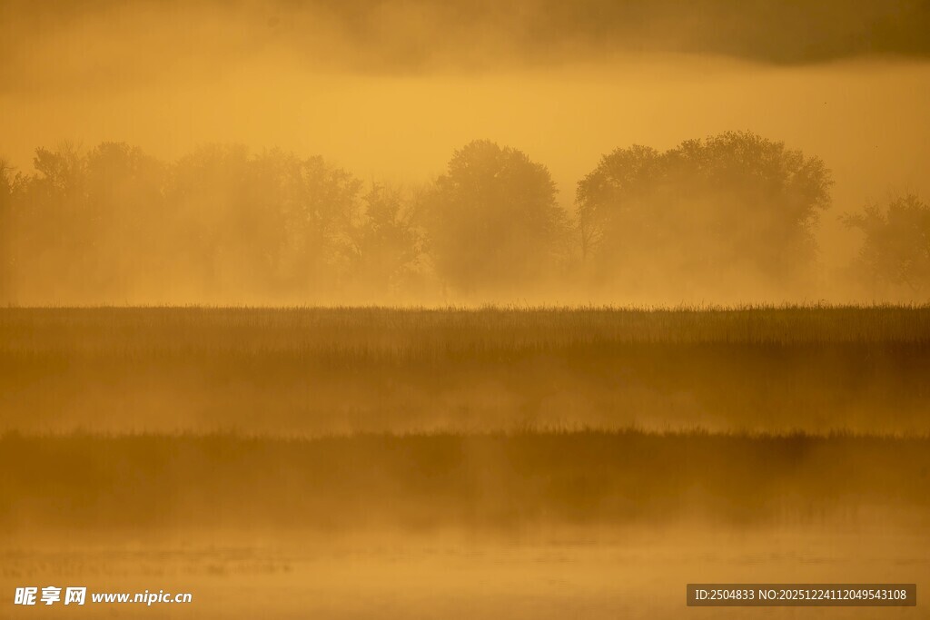 晨雾中的田野树木景观