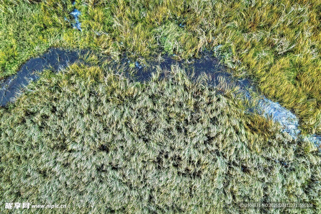 水面漂浮的绿色藻类植物