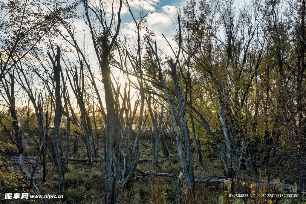 夕阳下的枯树林景观