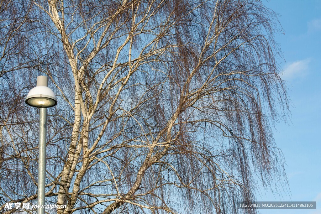 冬日光秃树枝旁的路灯