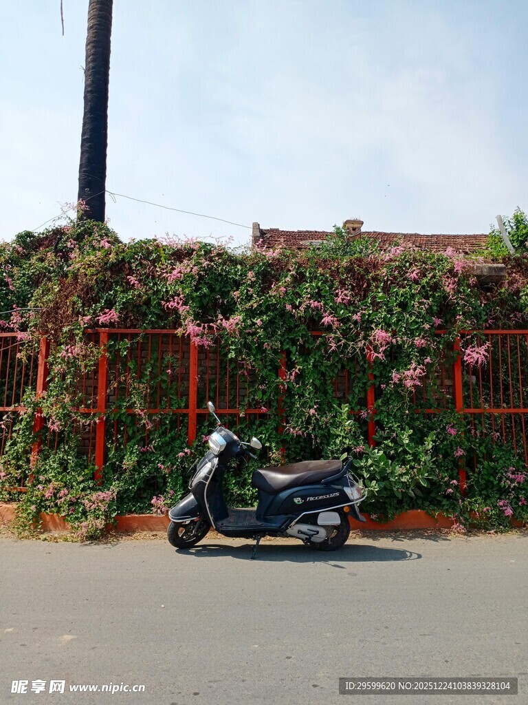 摩托停靠于繁花绿植墙边