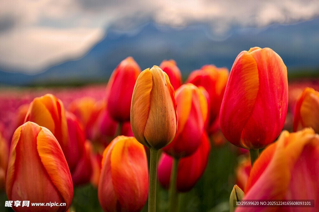 绚烂郁金香花海
