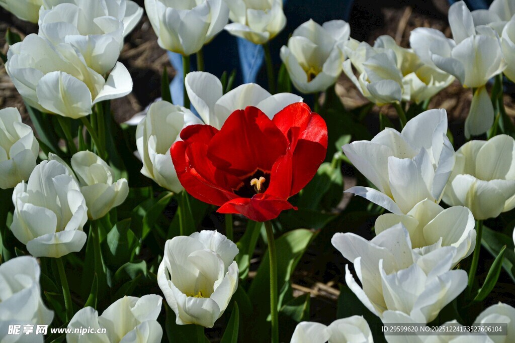 万白丛中一点红郁金香