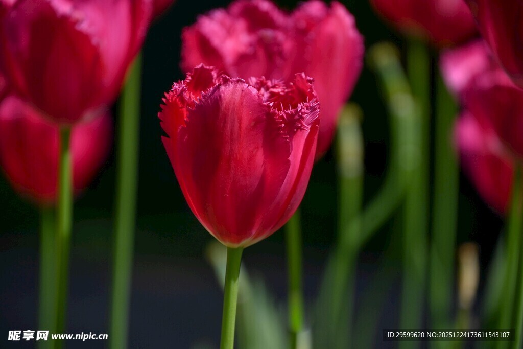 娇艳红郁金香绽放