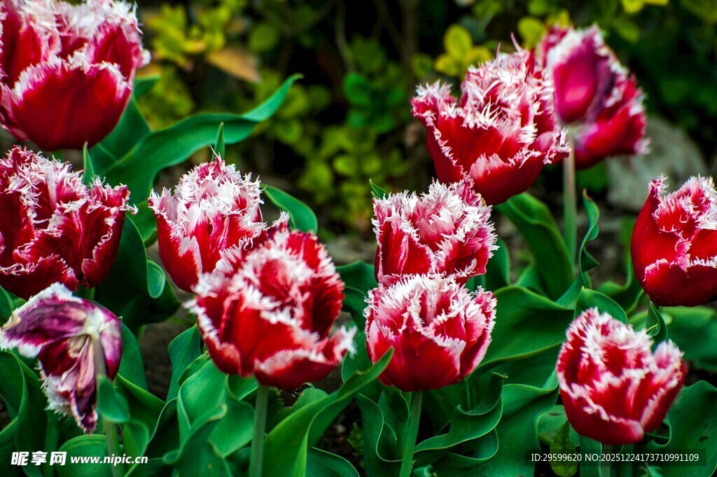 娇艳红白相间郁金香绽放