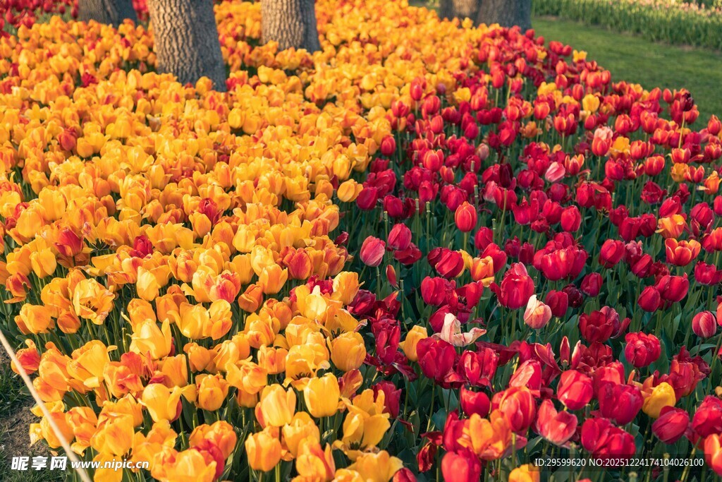 多彩郁金香花海美景