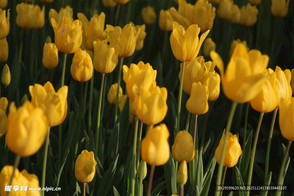 金黄郁金香花海