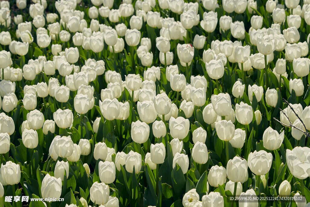 白色郁金香花田美景