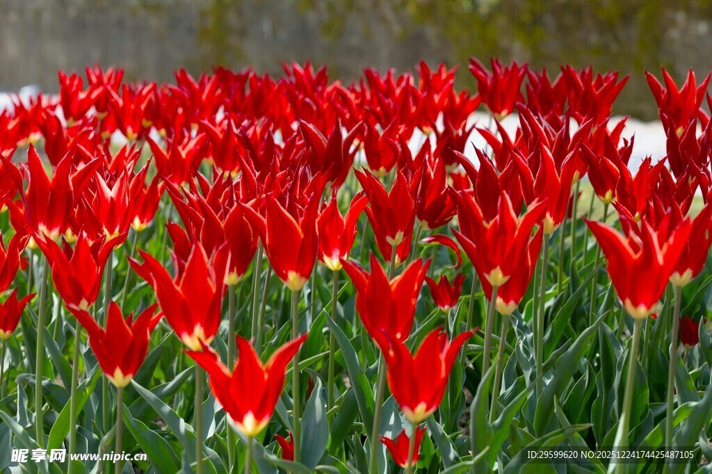 鲜艳红郁金香绽放