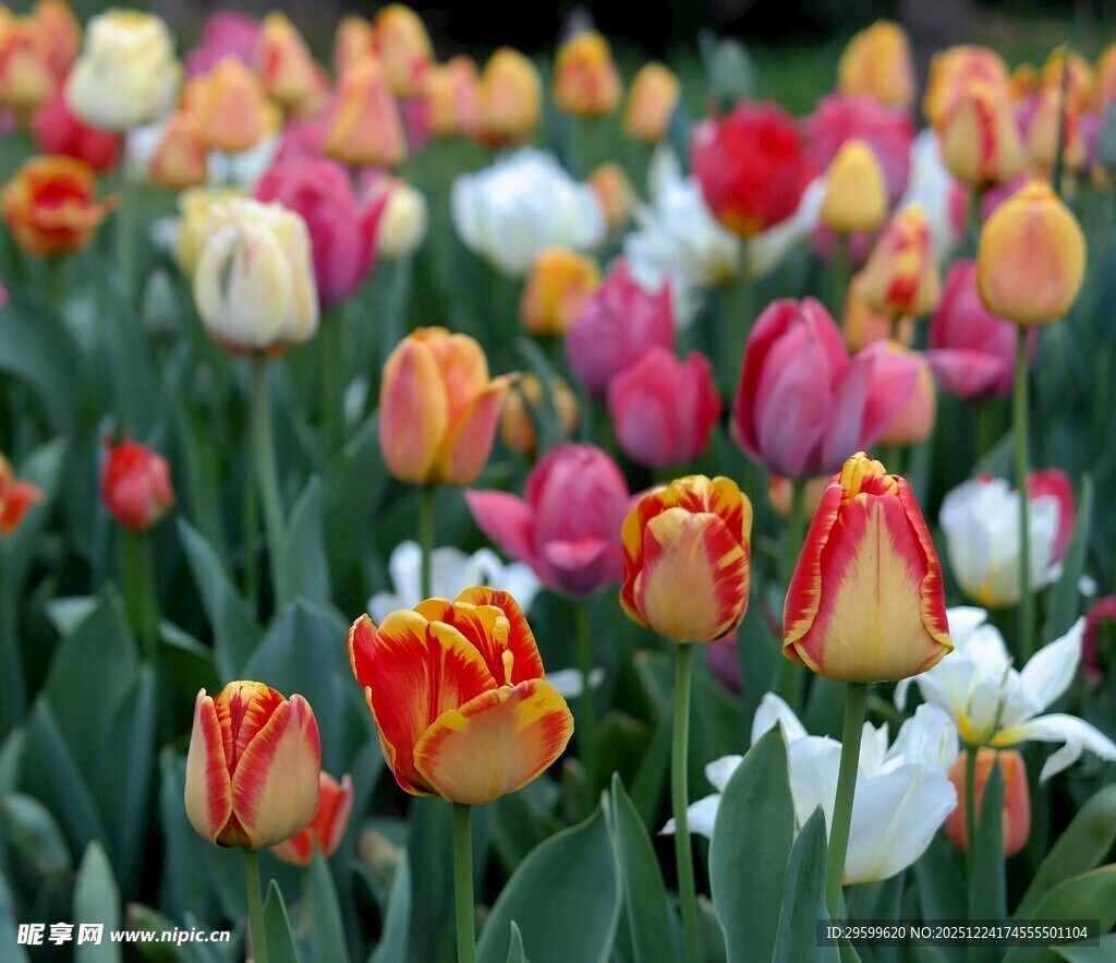 多彩郁金香花海美景