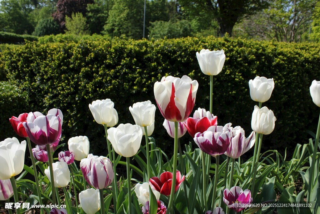 多彩郁金香绽放花园