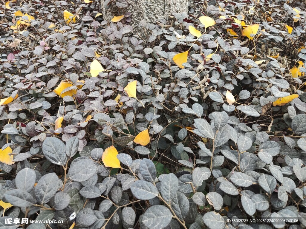 地面上的多彩落叶