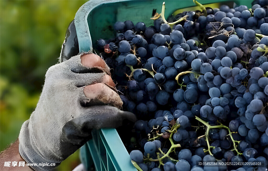 葡萄收获