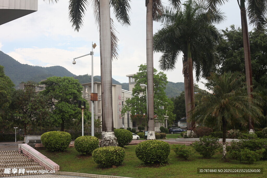 城市中的热带景观绿植