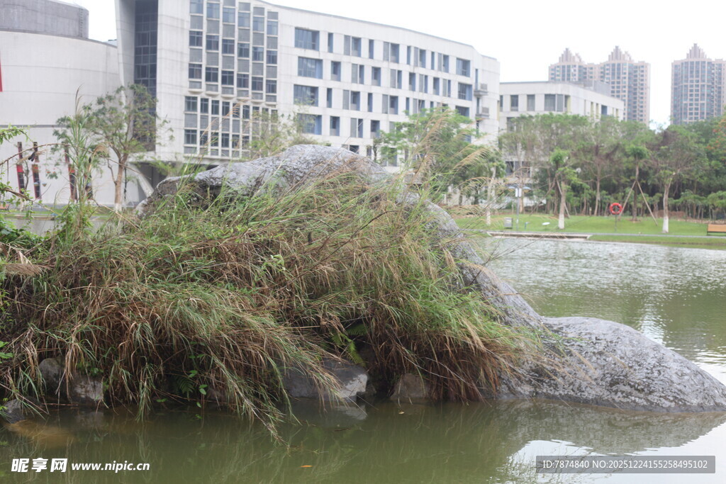 校园湖畔绿植景观