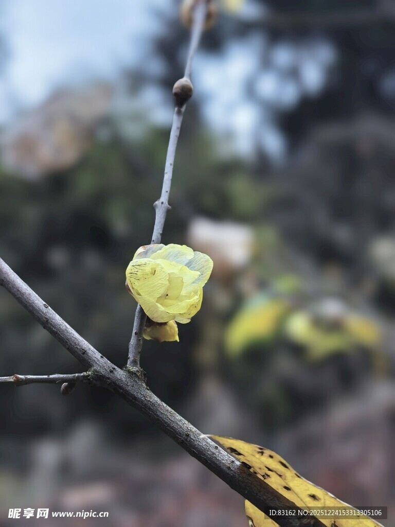 枝头的蜡梅