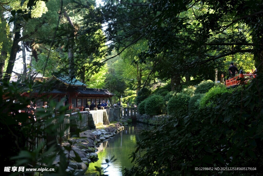 林间溪流旁的静谧景致