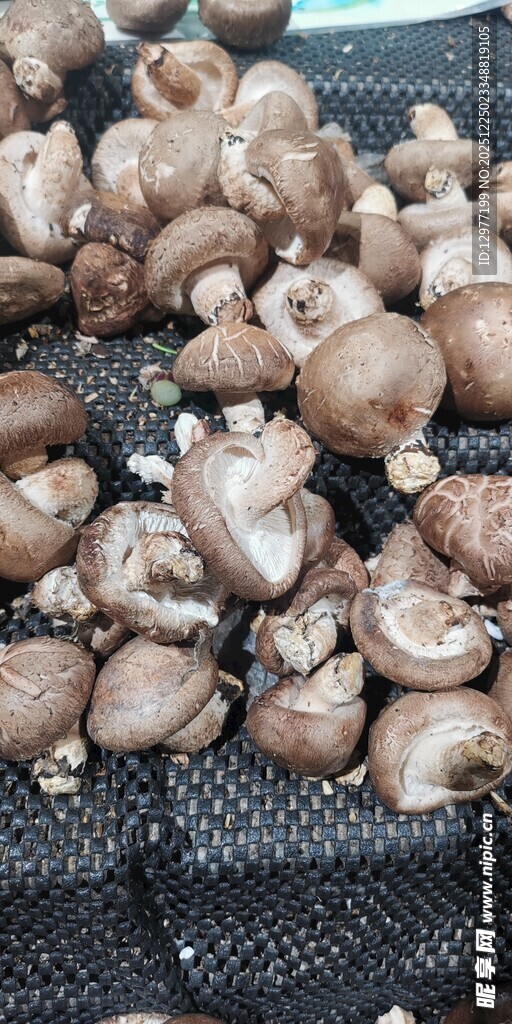 新鲜蘑菇待售