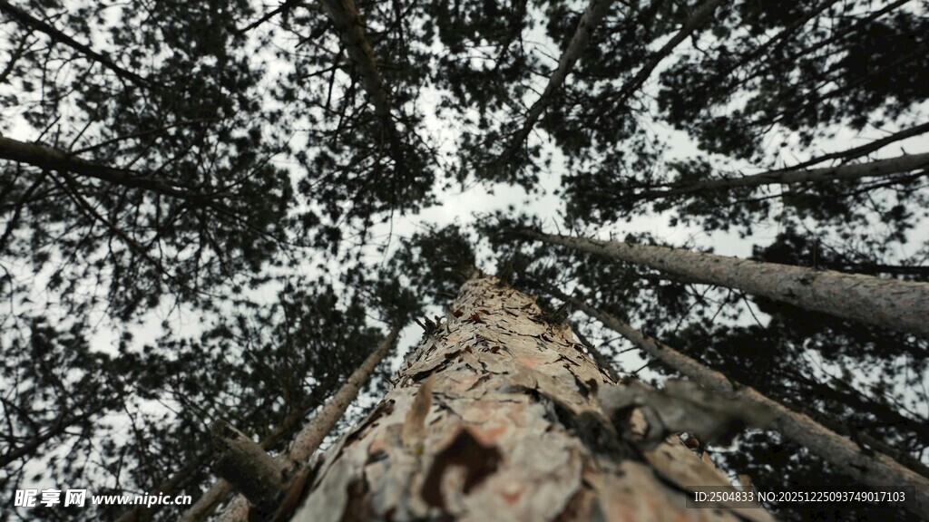 仰视冬日雪覆树林景象