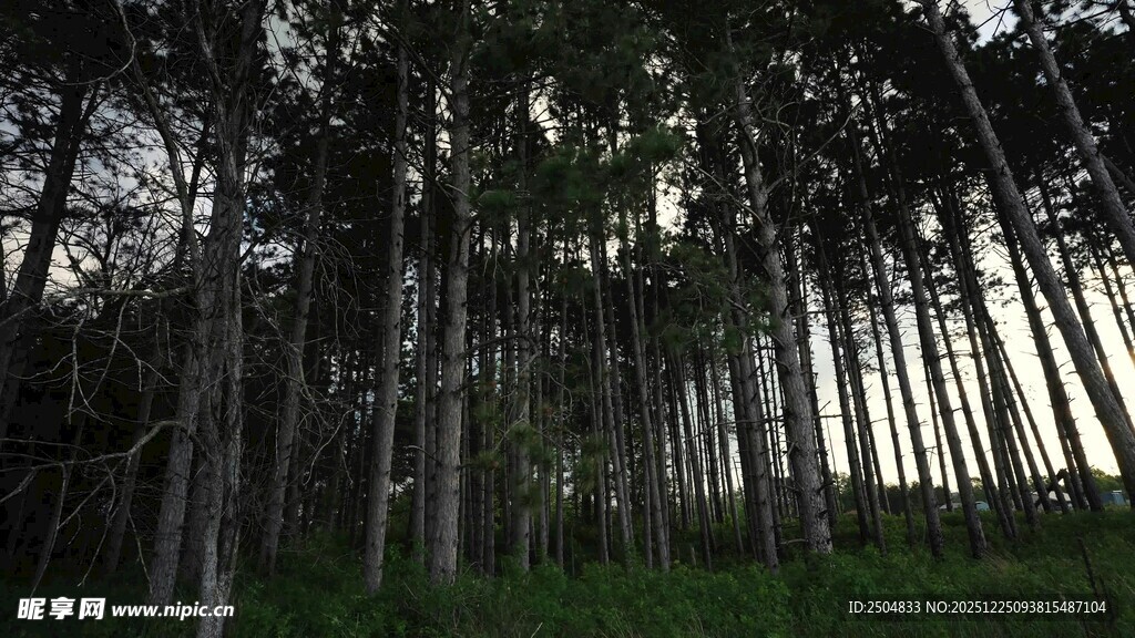 静谧森林中的挺拔树木