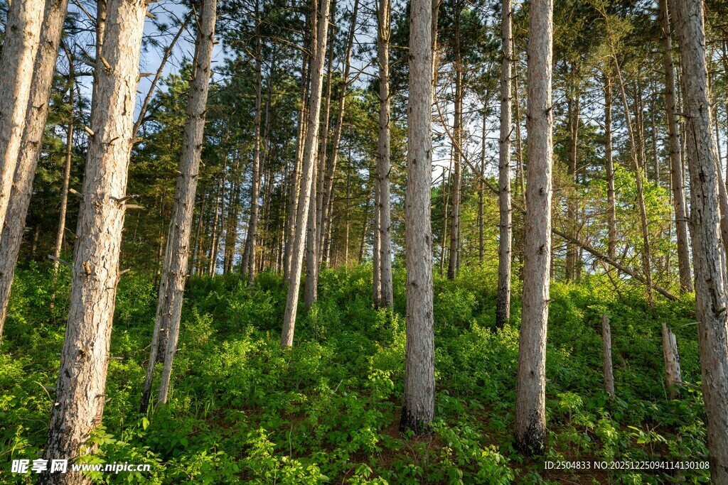 阳光照耀下的葱郁树林