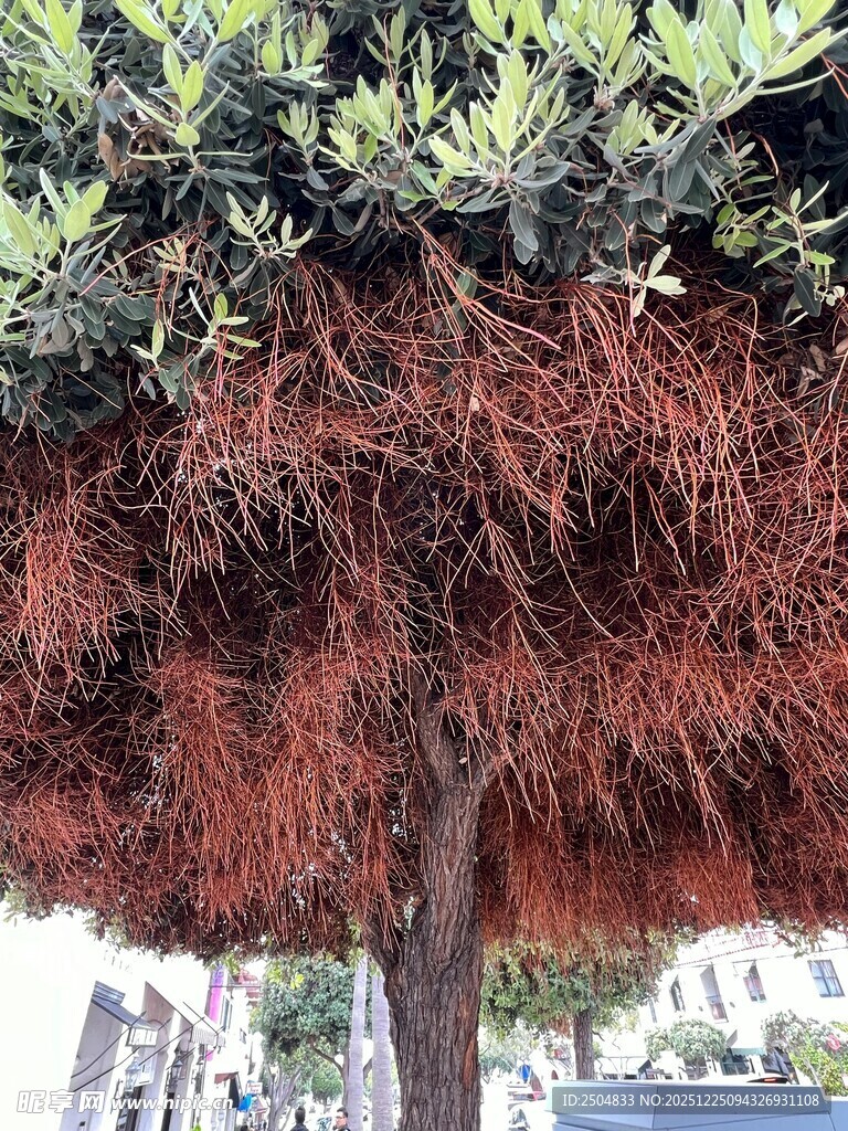 奇特倒挂红根植物景观