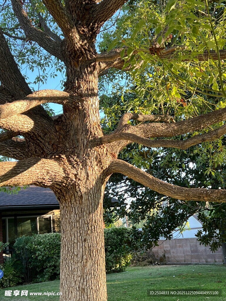 粗壮树干与繁茂枝叶的树