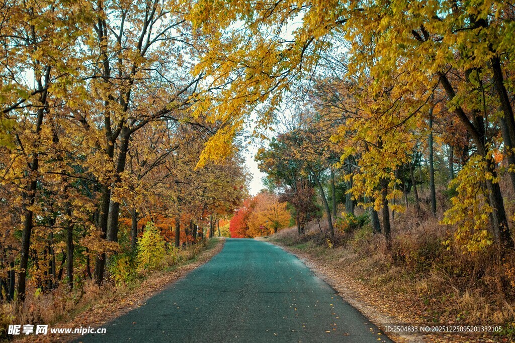 秋日林间公路美景