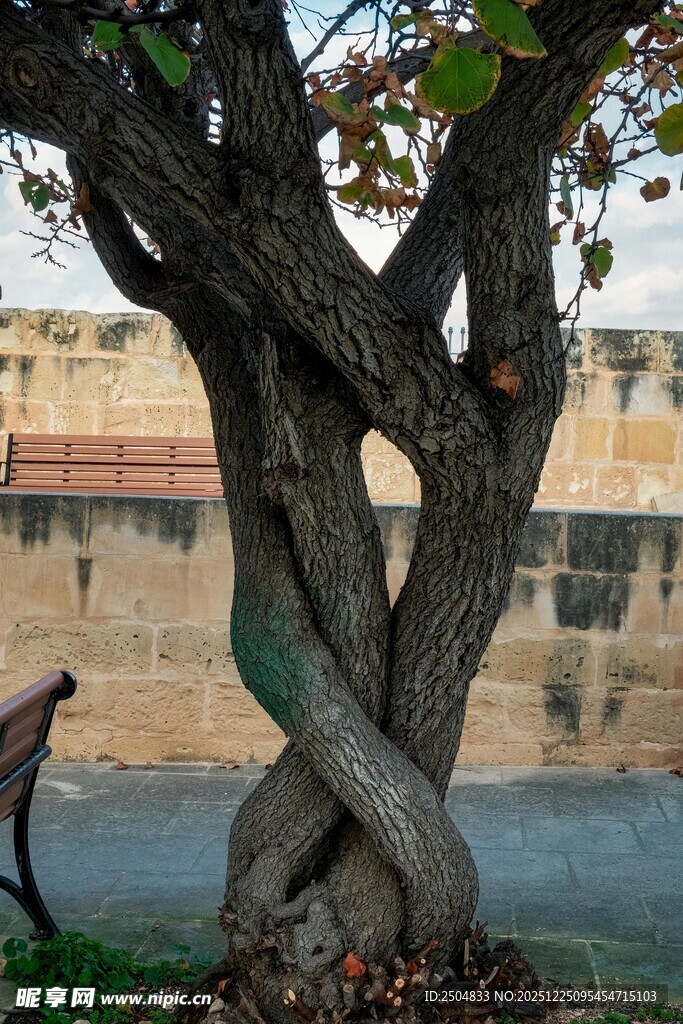 奇特缠绕的古老树干