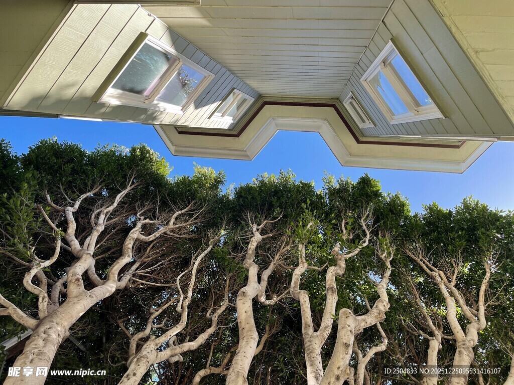 屋顶下的虬枝景观