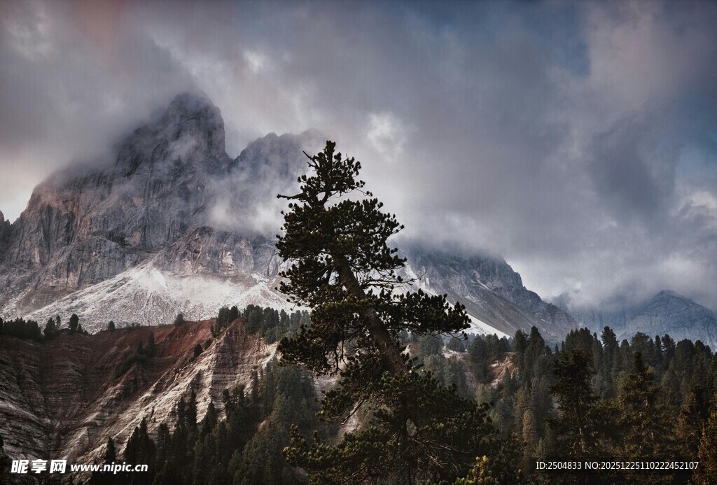 巍峨雪山旁的挺拔松树
