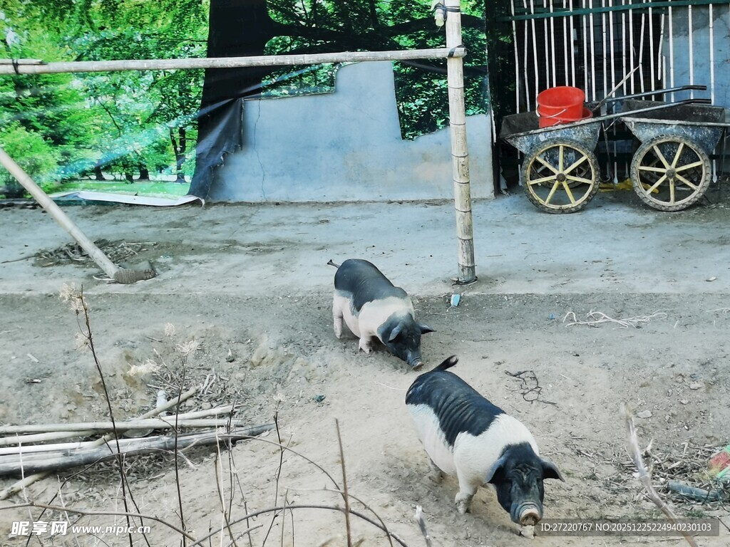户外玩耍的黑白花色小猪