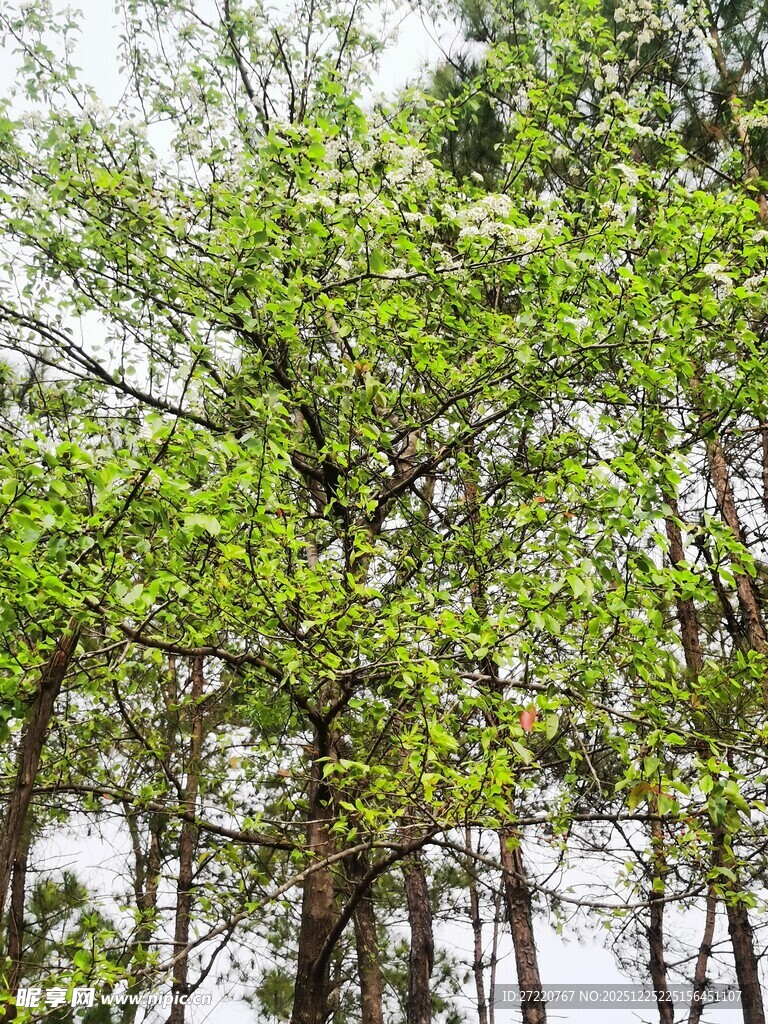 茂密树林中的葱郁绿树