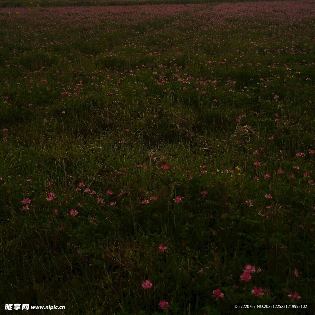 夜幕下的繁花草地 紫云英